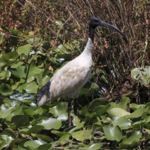 Threskiornis molucca at Canberra, ACT - 3 Feb 2020