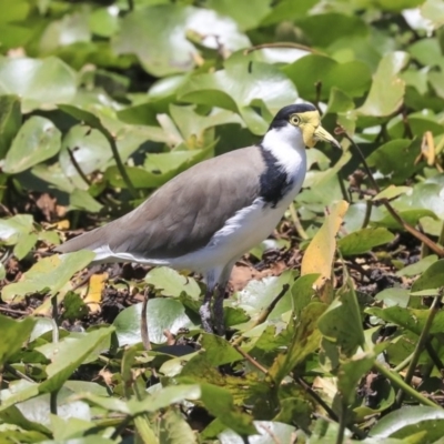 Vanellus miles (Masked Lapwing) at Commonwealth & Kings Parks - 3 Feb 2020 by Alison Milton