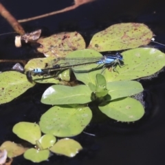 Ischnura heterosticta (Common Bluetail Damselfly) at Mount Ainslie to Black Mountain - 3 Feb 2020 by AlisonMilton