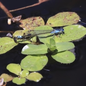 Ischnura heterosticta at Parkes, ACT - 3 Feb 2020