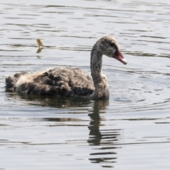 Cygnus atratus (Black Swan) at Gungahlin, ACT - 4 Feb 2020 by AlisonMilton