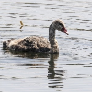 Cygnus atratus at Gungahlin, ACT - 5 Feb 2020 10:33 AM