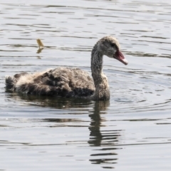 Cygnus atratus (Black Swan) at Yerrabi Pond - 4 Feb 2020 by AlisonMilton