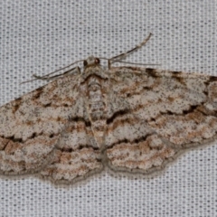 Didymoctenia exsuperata (Thick-lined Bark Moth) at Tidbinbilla Nature Reserve - 18 May 2018 by Thommo17