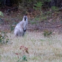 Notamacropus rufogriseus (Red-necked Wallaby) at Wingecarribee Local Government Area - 1 Dec 2018 by Aussiegall
