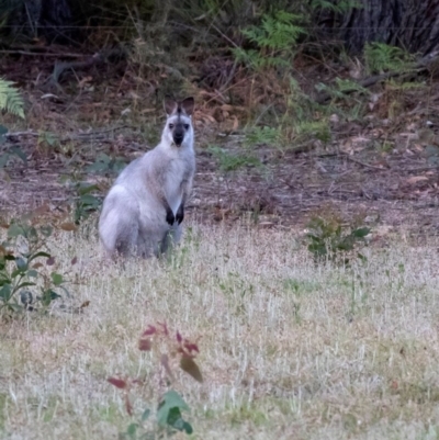 Notamacropus rufogriseus (Red-necked Wallaby) at Penrose - 1 Dec 2018 by Aussiegall