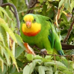 Polytelis swainsonii (Superb Parrot) at Campbell, ACT - 13 Feb 2020 by MargD