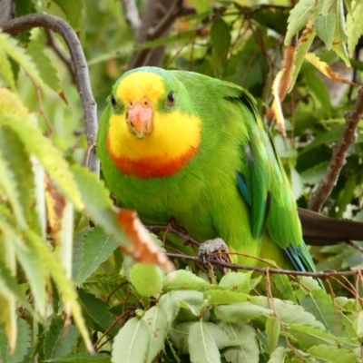 Polytelis swainsonii (Superb Parrot) at Campbell, ACT - 13 Feb 2020 by MargD