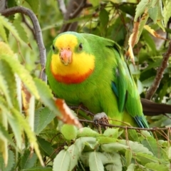 Polytelis swainsonii (Superb Parrot) at Campbell, ACT - 12 Feb 2020 by MargD