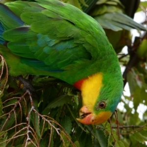 Polytelis swainsonii at Campbell, ACT - 13 Feb 2020