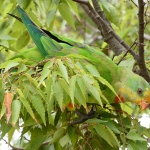 Polytelis swainsonii at Campbell, ACT - 13 Feb 2020