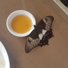 Papilio aegeus (Orchard Swallowtail, Large Citrus Butterfly) at Manyana, NSW - 25 Jan 2020 by JulieL