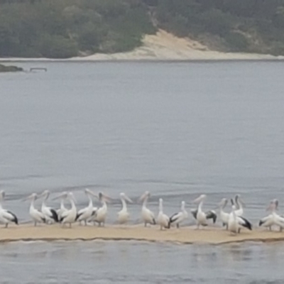 Pelecanus conspicillatus (Australian Pelican) at Cunjurong Point, NSW - 10 Feb 2020 by JulieL