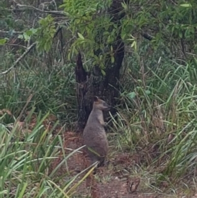 Wallabia bicolor (Swamp Wallaby) at Cunjurong Point Walking Track - 11 Feb 2020 by JulieL