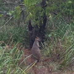 Wallabia bicolor (Swamp Wallaby) at Cunjurong Point Walking Track - 10 Feb 2020 by JulieL