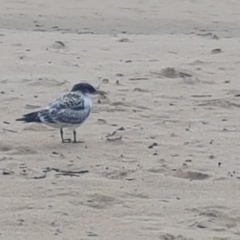 Thalasseus bergii (Crested Tern) at Cunjurong Point, NSW - 11 Feb 2020 by JulieL