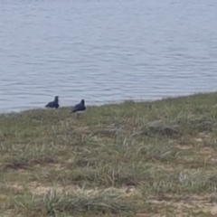 Haematopus longirostris (Australian Pied Oystercatcher) at Lake Conjola, NSW - 10 Feb 2020 by JulieL