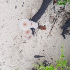 Unidentified Fungus, Moss, Liverwort, etc at Red Head Villages Bushcare - 11 Feb 2020 by JulieL