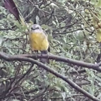 Eopsaltria australis (Eastern Yellow Robin) at Manyana, NSW - 12 Feb 2020 by JulieL