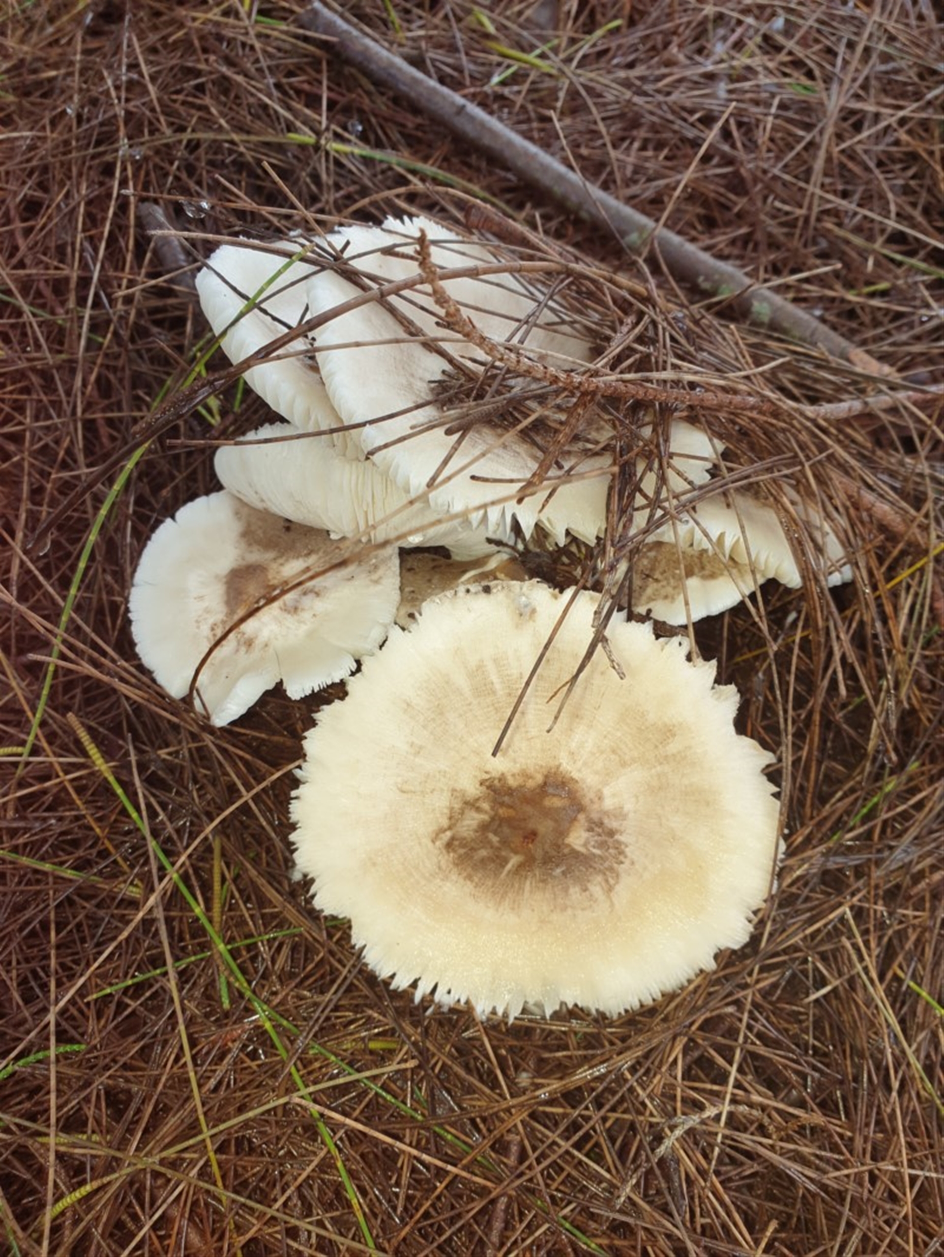 Agarics gilled fungi at Ulladulla, NSW - 13 Feb 2020 11:26 AM