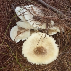 Agarics gilled fungi at Ulladulla - Millards Creek - 13 Feb 2020 by Mooldath