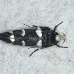 Limnaecia chionospila (Cosmopterigid) at Ainslie, ACT - 12 Feb 2020 by jb2602