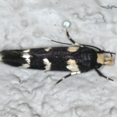 Limnaecia chionospila (Cosmopterigid) at Ainslie, ACT - 12 Feb 2020 by jb2602