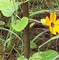 Thunbergia alata (Black-eyed Susan) at Ulladulla - Millards Creek - 13 Feb 2020 by Mooldath