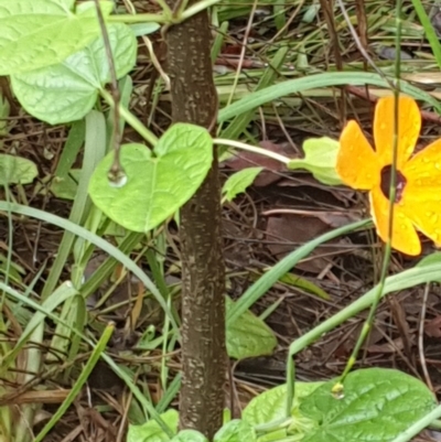 Thunbergia alata (Black-eyed Susan) at Ulladulla - Millards Creek - 13 Feb 2020 by Mooldath