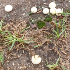 Bovista sp. (A puffball) at Ulladulla, NSW - 13 Feb 2020 by Mooldath