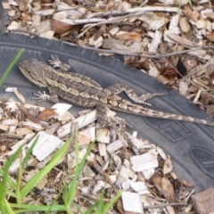 Amphibolurus muricatus (Jacky Lizard) at Tathra, NSW - 11 Feb 2020 by TathraPreschool