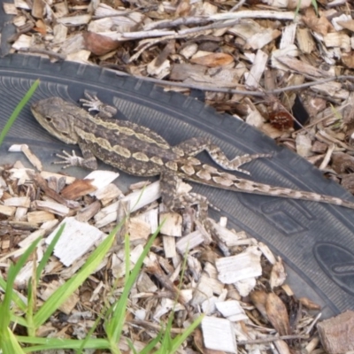 Amphibolurus muricatus (Jacky Lizard) at Tathra, NSW - 11 Feb 2020 by TathraPreschool