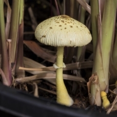 Leucocoprinus birnbaumii (Plantpot Dapperling) at Higgins, ACT - 12 Feb 2020 by Alison Milton