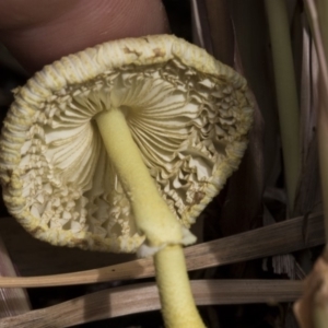 Leucocoprinus birnbaumii at Higgins, ACT - 13 Feb 2020