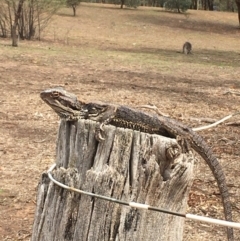 Pogona barbata (Eastern Bearded Dragon) at Hackett, ACT - 13 Feb 2020 by JaneR