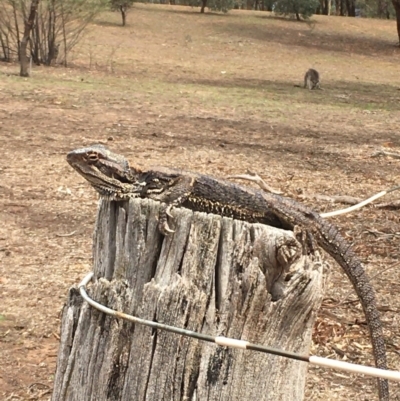 Pogona barbata (Eastern Bearded Dragon) at Hackett, ACT - 13 Feb 2020 by JaneR