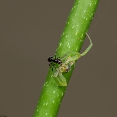 Thomisidae (family) (Unidentified Crab spider or Flower spider) at Acton, ACT - 12 Feb 2020 by Roger