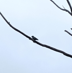 Eurystomus orientalis (Dollarbird) at University of Canberra - 13 Feb 2020 by MattM