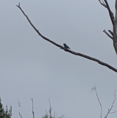 Eurystomus orientalis at Bruce, ACT - 13 Feb 2020