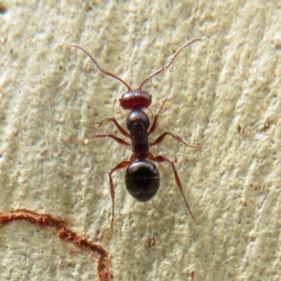 Melophorus sp. (genus) (Furnace ant) at Hackett, ACT - 11 Feb 2020 by Christine