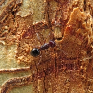 Melophorus sp. (genus) at Hackett, ACT - 11 Feb 2020