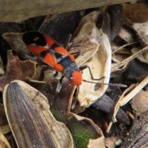 Melanerythrus mactans at Flynn, ACT - 11 Feb 2020