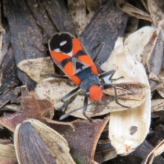 Melanerythrus mactans at Flynn, ACT - 11 Feb 2020