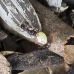 Pheidole sp. (genus) (Seed-harvesting ant) at Flynn, ACT - 11 Feb 2020 by Christine