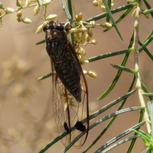 Galanga labeculata at Acton, ACT - 11 Feb 2020