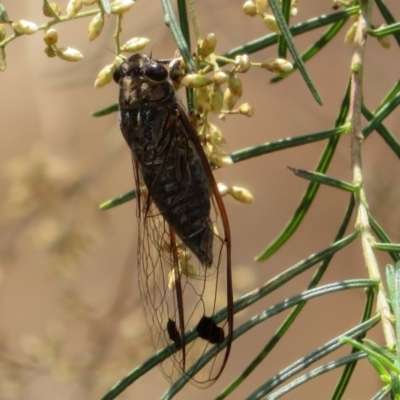 Galanga labeculata (Double-spotted cicada) at Acton, ACT - 11 Feb 2020 by Christine