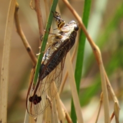 Galanga labeculata at Acton, ACT - 11 Feb 2020