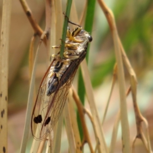 Galanga labeculata at Acton, ACT - 11 Feb 2020