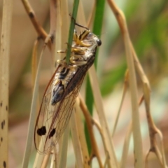 Galanga labeculata at Acton, ACT - 11 Feb 2020