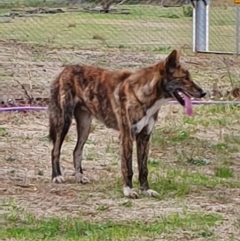 Canis lupus (Dingo / Wild Dog) at Rendezvous Creek, ACT - 13 Feb 2020 by ChrisHolder